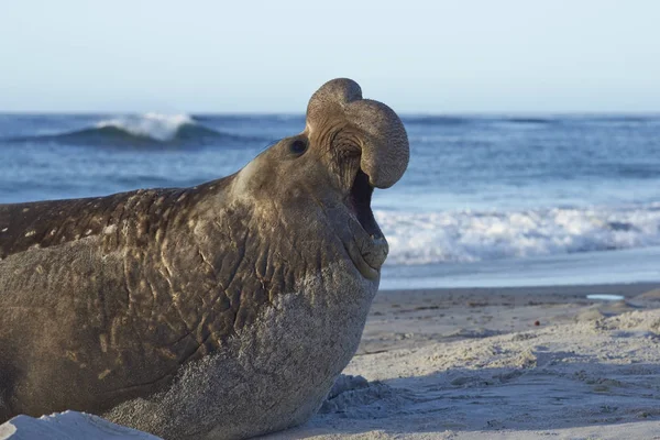Male Southern Elephant Seal Mirounga Leonina Calling Coast Sea Lion — Stock Photo, Image