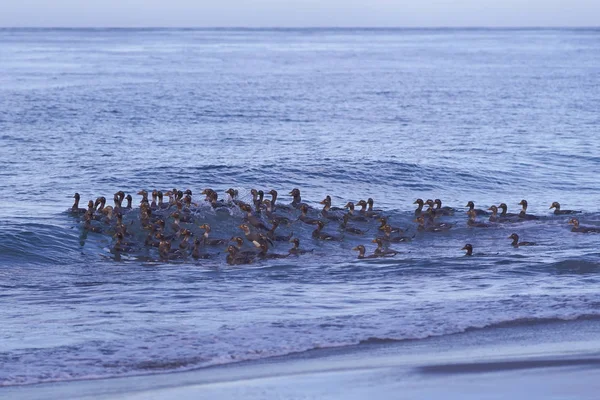 Falkland Steamer Patos no mar — Fotografia de Stock
