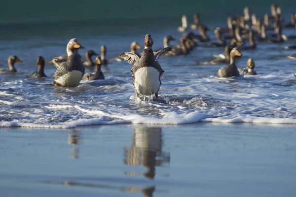 Falkland pároló kacsa partra — Stock Fotó