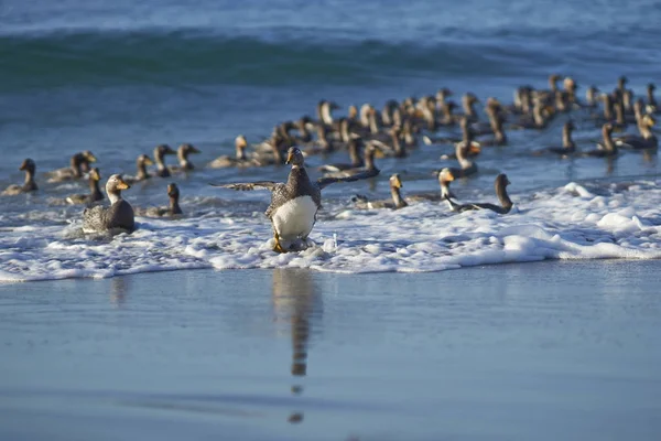 Falkland Steamer Ducks coming ashore — Stock Photo, Image