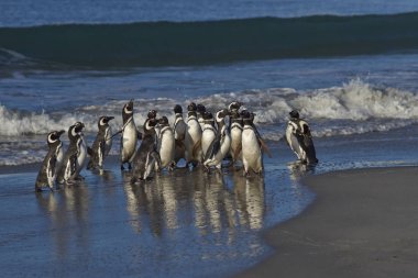 Macellan penguenleri (Spheniscus magellanicus) Falkland Adaları üzerinde deniz aslanı Adası sahil.
