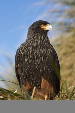 Falkland Adaları 'ndaki Deniz Aslanı Adası kıyısındaki tussock otlarında çizgili Karakara (Phalcoboenus australis)..
