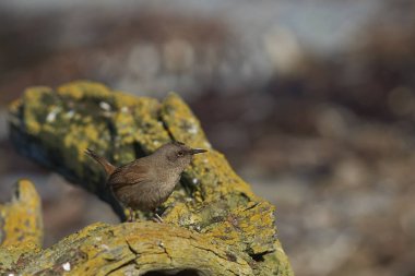 Cobb'ın çit kuşu (Troglodytes cobbi) üzerinde liken bir parça tahta Falkland Adaları üzerinde deniz aslanı Adası sahil kaplı