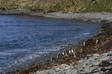 Macellan penguenleri (Spheniscus magellanicus) Falkland Adaları üzerinde deniz aslanı Adası sahil.