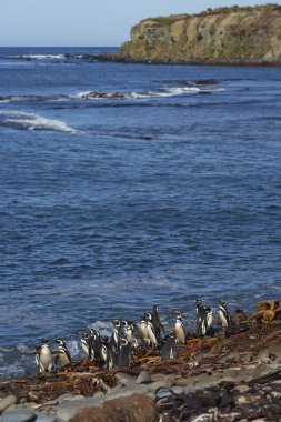 Macellan penguenleri (Spheniscus magellanicus) Falkland Adaları üzerinde deniz aslanı Adası sahil.