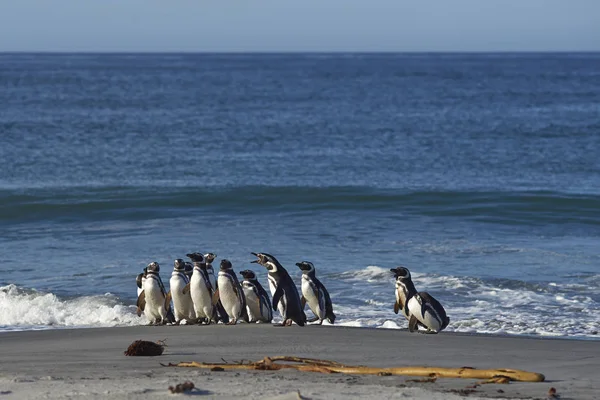 Tučňáků Magellanských Spheniscus Magellanicus Pobřeží Lachtan Ostrov Falklandských Ostrovech — Stock fotografie