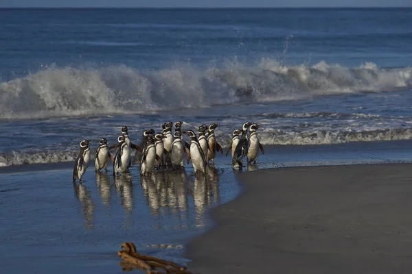 Pingüinos Magallanes Spheniscus Magellanicus Costa Isla Sea Lion Las Islas —  Fotos de Stock