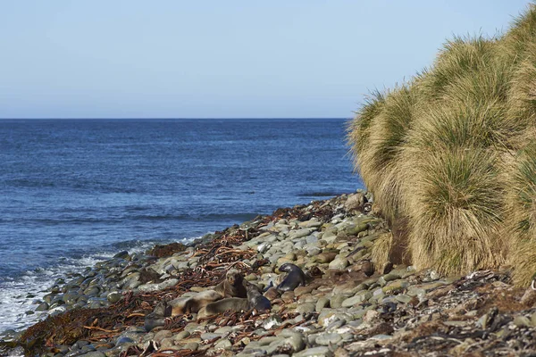 Gruppen Södra Sjölejon Otaria Flavescens Kusten Sealion Falklandsöarna — Stockfoto