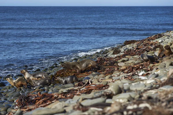 Gruppe Südlicher Seelöwen Otaria Flavescens Der Küste Der Seelöweninsel Auf — Stockfoto