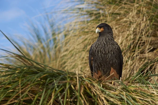 Gestreifter Caracara Phalcoboenus Australis Tussock Gras Der Küste Der Seelöweninsel — Stockfoto