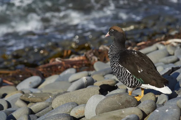 Manliga Kelp Gås Chloephaga Hybrida Malvinarum Klippiga Kusten Sjölejon Island — Stockfoto