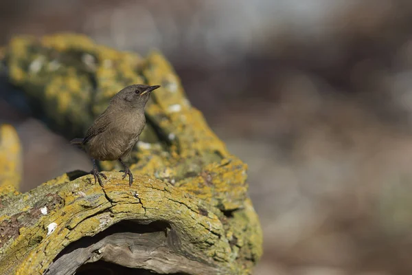 Cobb Wren Troglodytes Cobbi Lichen Covered Piece Wood Coast Sea — Stock Photo, Image