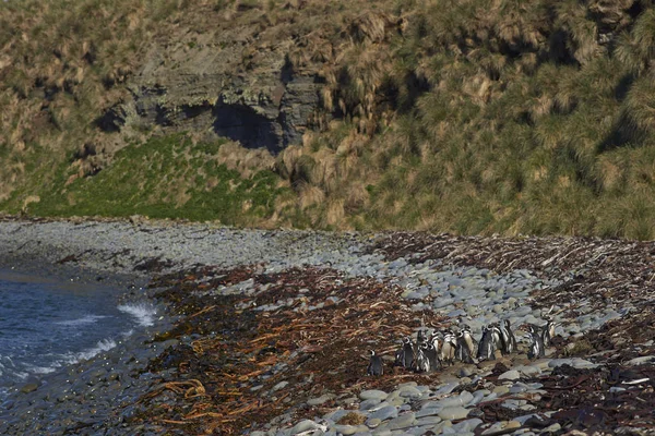 マゼラン ペンギン 飛べない フォークランド諸島の海のライオン島の海岸に — ストック写真