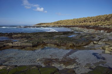 Falkland Adaları 'ndaki Deniz Aslanı adasının manzaralı görüntüleri.