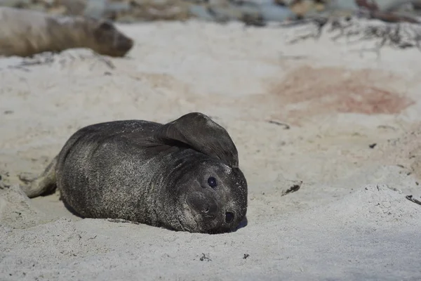Jižní Elephant Seal Pup Mirounga Leonina Písečné Pláži Ostrově Lachtan — Stock fotografie