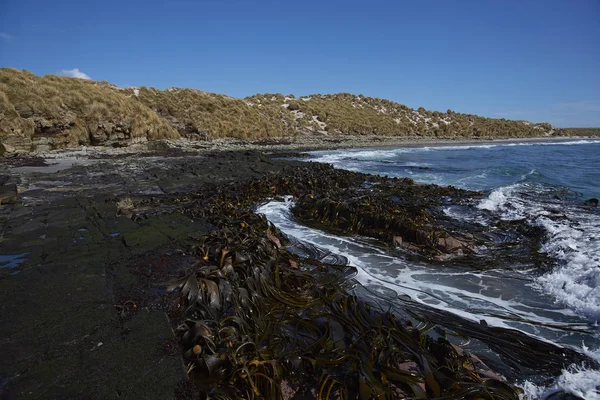 Kelp Bossen Kust Van Sea Lion Island Falklandeilanden — Stockfoto