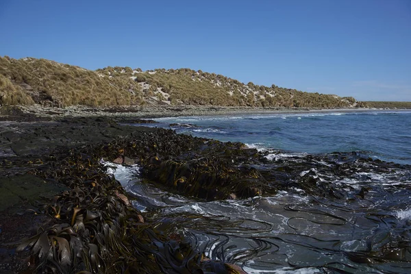 Forêt Varech Sur Côte Île Sea Lion Dans Les Îles — Photo