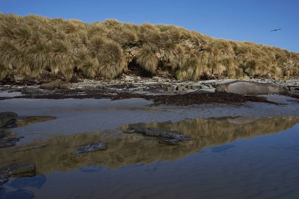 Skaliste Wybrzeże Sea Lion Island Wyspach Falklandzkich Słoń Morski Południowy — Zdjęcie stockowe