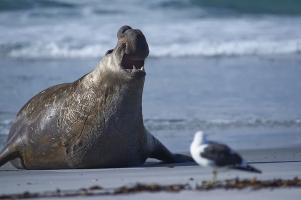 Male Southern Elephant Seal Mirounga Leonina Emerging Sea Sea Lion — Stock Photo, Image