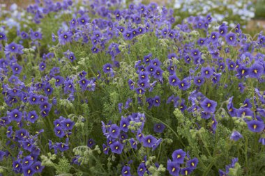 Atacama Çölü yakınındaki Copiapó, kuzey Şili'deki Atacama Çölü'nde sıradışı yağmur sonra çiçeklenir.