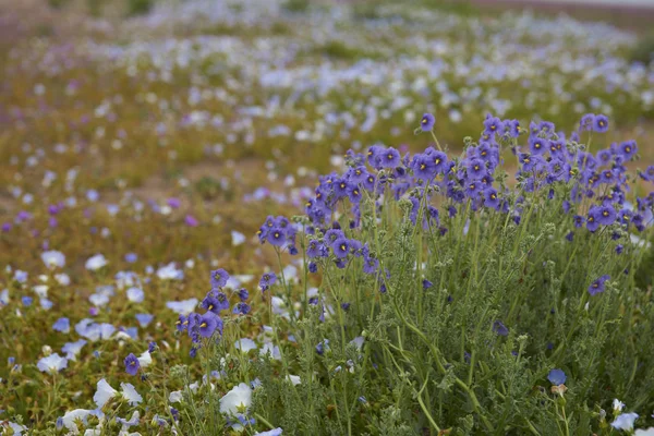 Fiori Nel Deserto Atacama Dopo Insolite Piogge Nel Deserto Atacama — Foto Stock