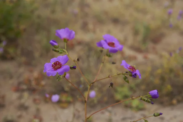 Fleurs Dans Désert Atacama Après Une Pluie Inhabituelle Dans Désert — Photo