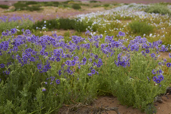 Květiny Poušti Neobvyklé Deště Poušti Poblíž Copiapo Severním Chile — Stock fotografie