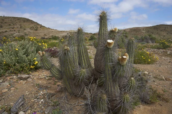 Blommor Atacamaöknen Efter Ovanliga Regn Atacama Öknen Nära Copiapo Norra — Stockfoto