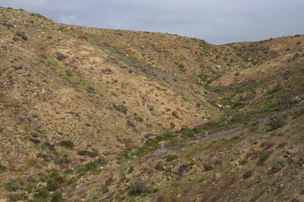 Bloemen Atacama Woestijn Ongebruikelijke Regen Atacama Woestijn Buurt Van Copiapo — Stockfoto