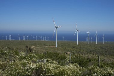 Coquimbo bölgesi, Şili - 4 Eylül 2017: Şili sahil Pan Amerikan yolu boyunca çiftlikte Rüzgar.