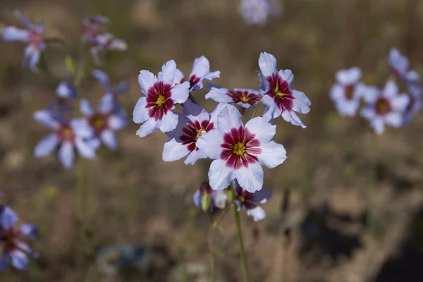 Fleurs Dans Désert Atacama Après Une Pluie Inhabituelle Dans Désert — Photo