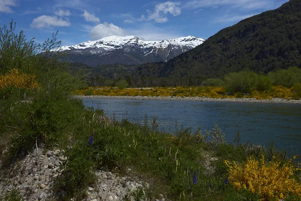 智利南部 Aysn 地区的河流 Espolon 流经森林山谷和春季花卉 — 图库照片