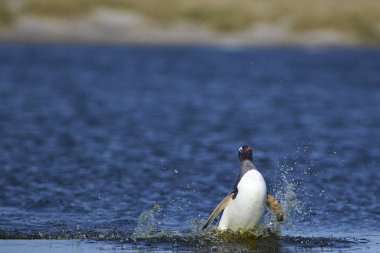 Gentoo deniz aslanı Adası Falkland Adaları'nda bir lagün geçiş penguen (Pygoscelis papua).