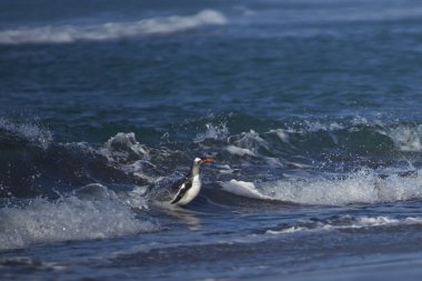 Gentoo karada denizde deniz aslanı Adası Falkland Adaları'nda besleme sonra gelen penguen (Pygoscelis papua).