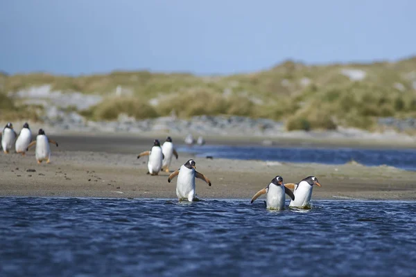 Gentoo Penguins Pygoscelis Papua Přes Lagunu Ostrov Lachtan Falklandských Ostrovech — Stock fotografie
