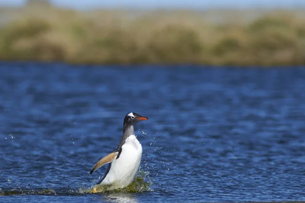 Gentoo Penguin Pygoscelis Papua Cruzando Una Laguna Isla Sea Lion —  Fotos de Stock