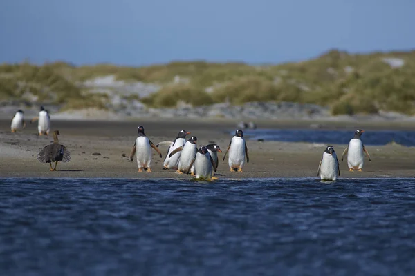 Gentoo Pinguine Pygoscelis Papua Überqueren Eine Lagune Auf Der Seelöweninsel — Stockfoto