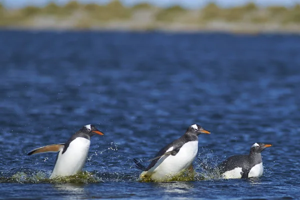 Gentoo Pinguïns Pygoscelis Papua Overschrijding Van Een Lagune Sea Lion — Stockfoto