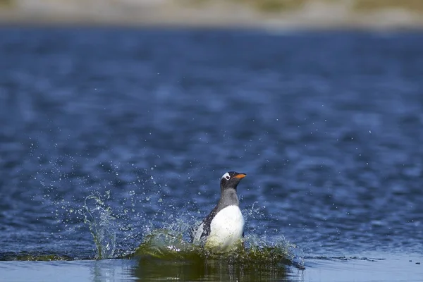 Gentoo Penguin Pygoscelis Papua Cruzando Una Laguna Isla Sea Lion —  Fotos de Stock