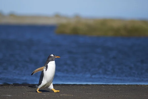 Gentoo Penguin Pygoscelis Papua Una Playa Arena Isla Sea Lion —  Fotos de Stock