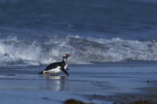 Gentoo Pingvin Pygoscelis Pápua Jön Partra Oroszlánfóka Szigeten Falkland Szigetek — Stock Fotó