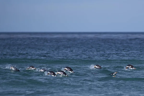 Grupa Pingwiny Białobrewe Pygoscelis Papua Basen Blisko Brzegu Czekając Odpowiedni — Zdjęcie stockowe
