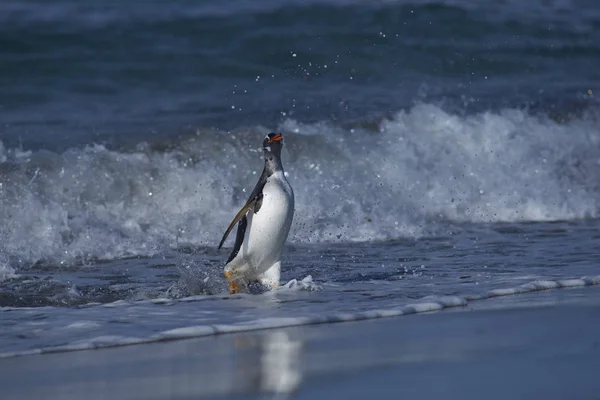 Gentoo Penguin Pygoscelis Papua Que Desembarca Después Alimentarse Mar Isla —  Fotos de Stock