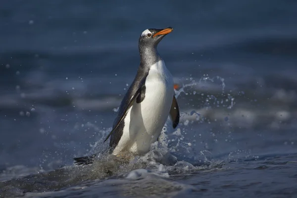 Pingwin Białobrewy Pygoscelis Papua Jadąc Ląd Karmieniu Morzu Sea Lion — Zdjęcie stockowe