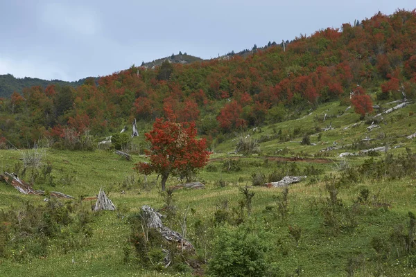 Colpo Scenico Bellissimo Paesaggio Cileno — Foto Stock