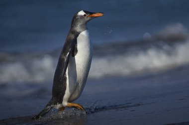Gentoo karada denizde deniz aslanı Adası Falkland Adaları'nda besleme sonra gelen penguen (Pygoscelis papua).