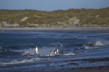 Gentoo Penguenleri (Pygoscelis papua) Falkland Adaları 'ndaki Deniz Aslanı Adası' nda beslendikten sonra kıyıya çıkarlar..