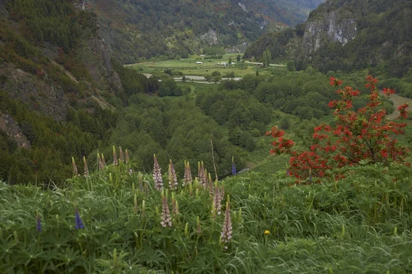 Spring Flowers Valley River Simpson Route Carretera Austral Northern Patagonia — Stock Photo, Image