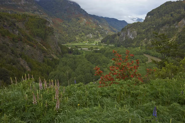 Lentebloemen Vallei Van Rivier Simpson Route Van Carretera Austral Het — Stockfoto