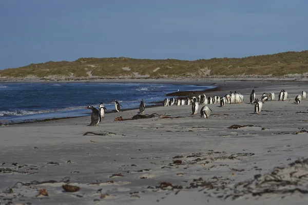 Gentoo Pinguïns Pygoscelis Papua Een Zandstrand Sea Lion Island Falklandeilanden — Stockfoto